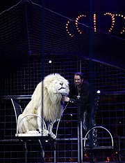 Martin Lacey jr. und seine Raubtiere (Foto: Martin Schmitz)